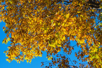 Fall season autumn leaf colors close up of tree crown.