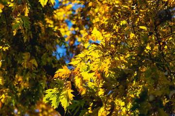 Fall season autumn leaf colors close up of tree crown.