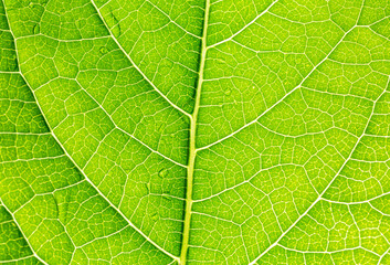 Naklejka na ściany i meble Abstract closeup green leaf texture background