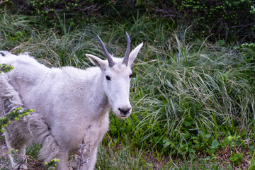 Mountain goat in Glacier National Park in Montana