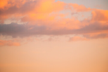 Belarus. Wild Bird Great Egret Ardea Alba Flying In Sunset Sky