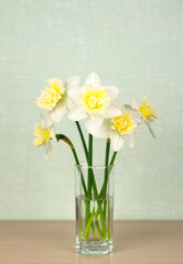 A bouquet of daffodils in a glass cup stands on a table on a turquoise background