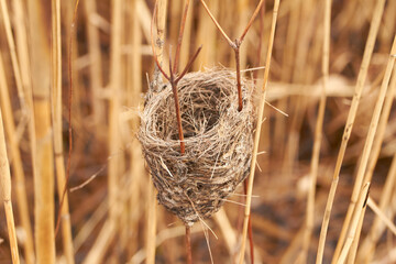Bird's nest