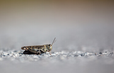 A grasshopper is sitting on an asphalt road.