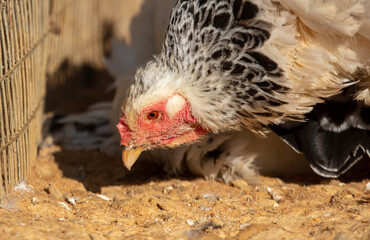 Portrait of a chicken on the farm.