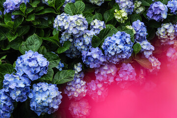 あじさいの季節