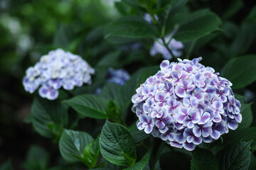 あじさいの季節