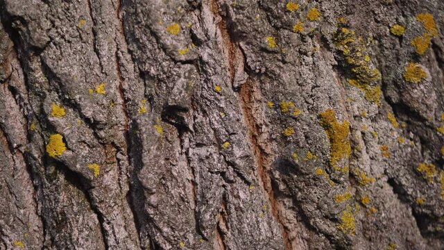 Close-up view 4k video footage of real brown surface of old tree bark. Wooden organic video background