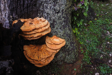 Fungo parassita Laetiporus sulphureus su tronco di quercia in primo piano © paolofusacchia