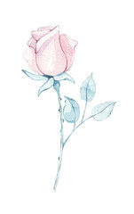 Pink rose flower. Provence, Spring, summer floral Watercolor hand painted isolated elements on white background. botanical illustration. for Wedding invitation, birthday card design