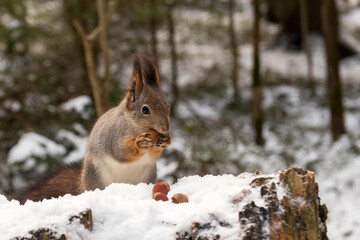Naklejka na ściany i meble A beautiful squirrel in a winter forest sits on a snow-covered stump eating oak acorns. 