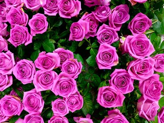 Purple roses bouquet background. Concept of royalty, majesty and endless enchantment. 