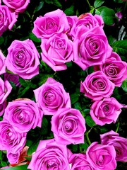 Purple roses bouquet background. Concept of royalty, majesty and endless enchantment. 