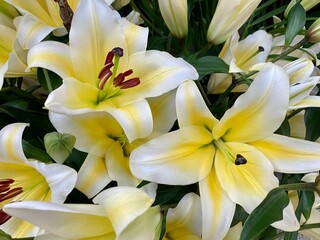 Obraz premium White lily and petal center is yellow. White lily bouquet background.