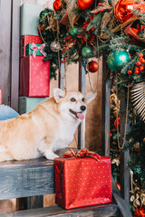 Cute Jack Russel puppy in decorated Christmas room