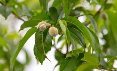 Small peach fruits on the tree