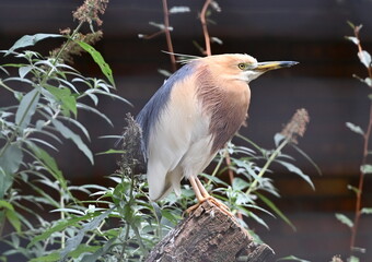 an indian pond heron restd on a tree