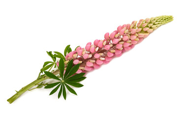 Pink lupin flower