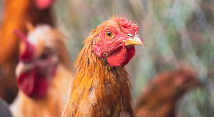 Portrait of a ginger rooster
