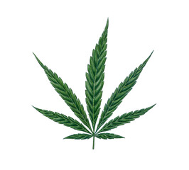 Cannabis indica plant leaf hand drawn botanical illustration