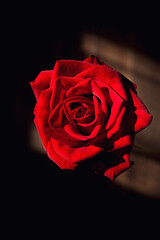 bright red rose on a dark background