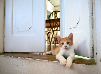 Orange and White Cat Sitting in Door Way