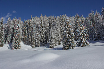Italian mountain winter landscape. Expanse of snow and the forest of fir trees covered with snow. Winter forest against the blue sky. Holiday and Christmas concept.