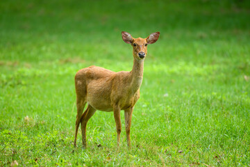 Eld's deer standing on a grassland in a Thai forest.