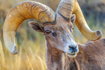 Fototapeta premium Wild Desert Bighorn Sheep 