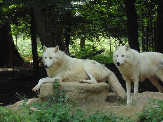 two white wolves 