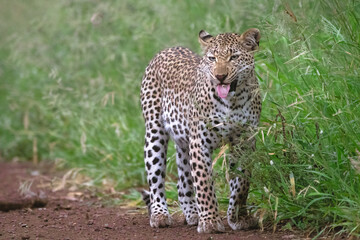 leopard in green background 