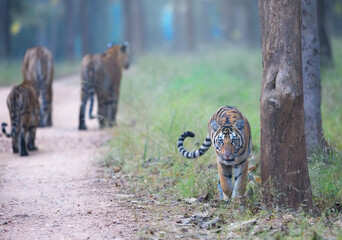 four tigers in forest walking
