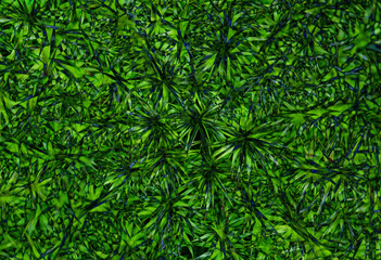 mossy growth as graphic background, green structure