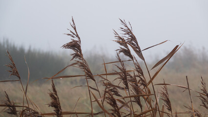 Schilf im morgendlichen Nebel