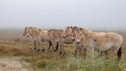 Fjordpferde im Nebel auf einer Weide