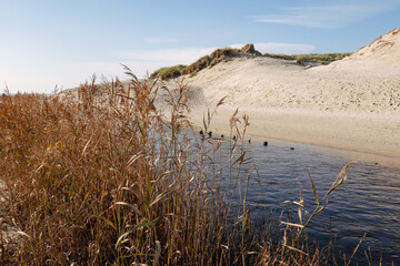 entspannte Naturlandschaft mit Sanddüne und Schilf