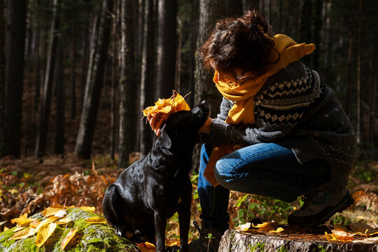 Playful woman with dog holding autumn leaves in forest