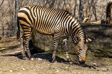 Fototapeta na wymiar Hartmann's Mountain Zebra, Equus zebra hartmannae. An endangered zebra