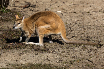 The agile wallaby, Macropus agilis also known as the sandy wallaby