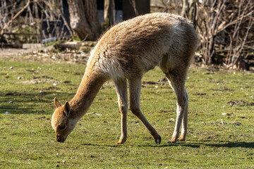 Vicunas, Vicugna Vicugna, relatives of the llama in a German park