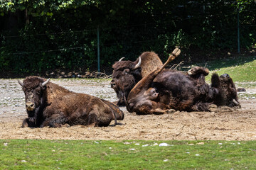 American buffalo known as bison, Bos bison in the zoo