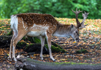 The fallow deer, Dama mesopotamica is a ruminant mammal