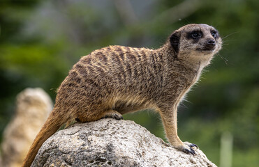 Meerkat, Suricata suricatta sitting on a stone and looking into the distance