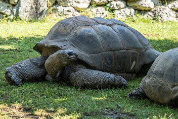 Naklejka premium Aldabra giant tortoise, Curieuse Marine National Park, Curieuse, Seychelles