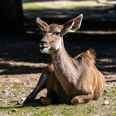 Greater kudu, Tragelaphus strepsiceros is a woodland antelope