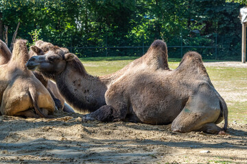 Bactrian camel, Camelus bactrianus in a german zoo
