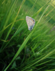 gray butterfly close-up sitting in green grass