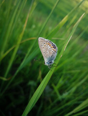 gray butterfly close-up sitting in green grass