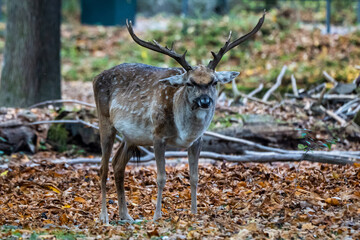 The fallow deer, Dama mesopotamica is a ruminant mammal