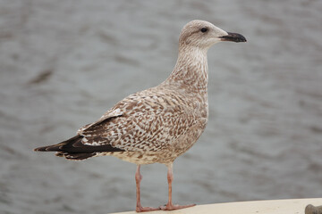 junge stehende Silbermöwe